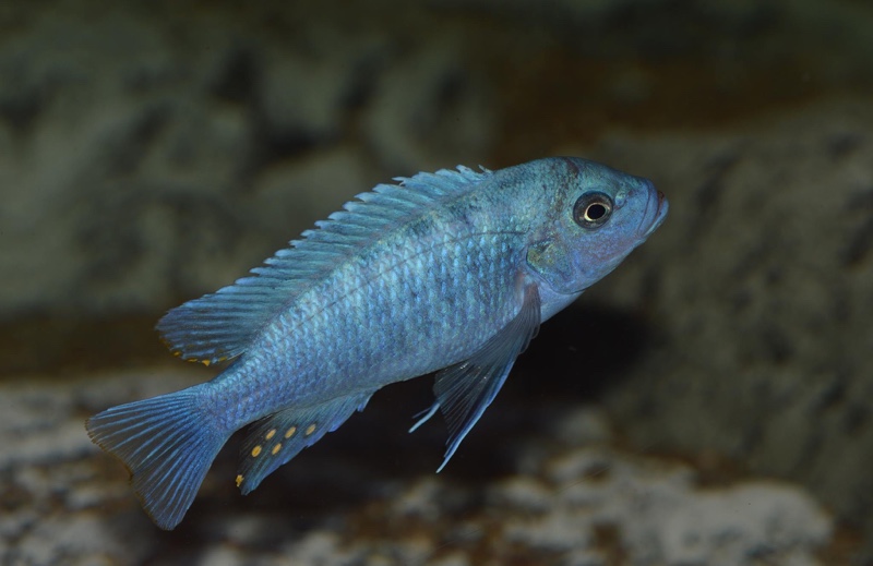 Maylandia estherae 'Chiofu Bay'